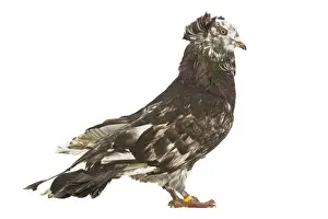 Pigeons Prints: Montauban Pigeon