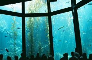 Aquariums Gallery: Monteray Aquarium - USA
