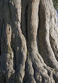 Images Dated 24th July 2005: Monterey Cypress - widely planted, especially near coasts