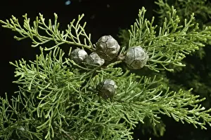 Cones Prints: Montery Cypress Cones