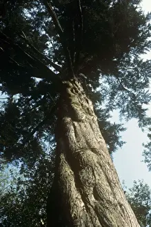 From Below Prints: Montery Cypress Tree