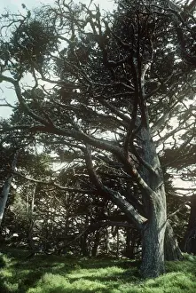 Cypresses Prints: Montery Cypress Tree - Point Lobos State Reserve - California - USA