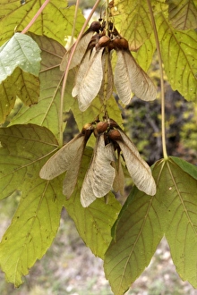 Images Dated 31st October 2004: Montpelier Maple fruits. France