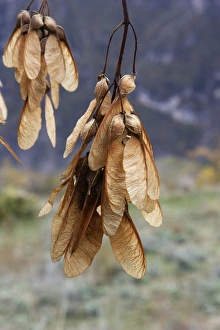 Images Dated 31st October 2004: Montpelier Maple fruits. France
