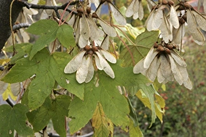 Images Dated 31st October 2004: Montpelier Maple fruits. France