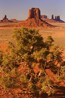 Junipers Prints: Monument Valley - from Artist Point - with Juniper in the foreground - Monument Valley Tribal Park