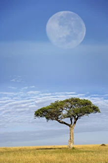 Full moon above acacia trees, Masai Mara