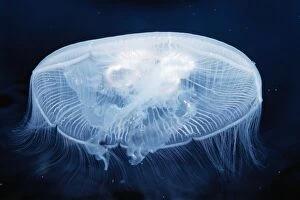Images Dated 11th August 2004: Moon / Common Jellyfish Distribution: Worldwide temperate Seas