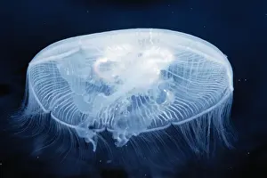 Jellyfish Prints: Moon / Common Jellyfish Distribution: Worldwide temperate Seas