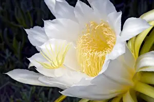 Moon Flower / Night-blooming Cereus / Pitaya / Dragonfruit / Strawberry Pear / Queen of the Night blossom. Native to West Indies, Central America and southern Mexico. Widely cultivated. Grahamstown, Eastern Cape, South Africa
