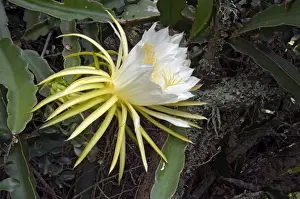 Moon Flower / Night-blooming Cereus / Pitaya / Dragonfruit / Strawberry Pear / Queen of the Night blossom. Native to West Indies, Central America and southern Mexico. Widely cultivated. Grahamstown, Eastern Cape, South Africa