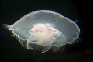 Jellyfish Prints: Moon Jelly IN000173