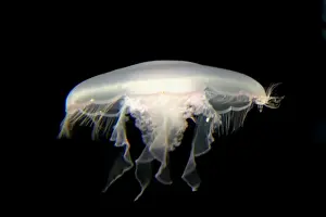 Jellyfish Prints: Moon Jelly IN000174