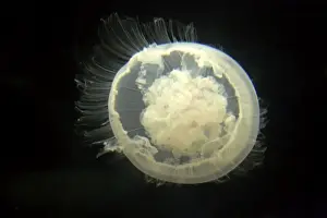 Jellyfish Prints: Moon Jelly IN000180