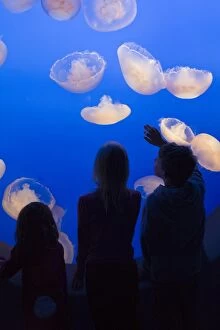 Images Dated 3rd April 2009: Moon Jellyfish - Children looking at jellyfish - Monterey Bay Aquarium - CA - *Captive