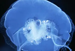 Jellyfish Prints: Moon Jellyfish KEL 499 Worldwide in Temperate Seas Aurelia aurita © Ken Lucas / ARDEA LONDON