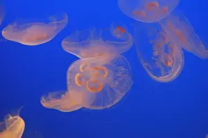 Jellyfish Prints: Moon Jellyfish. Vancouver aquarium. Canada