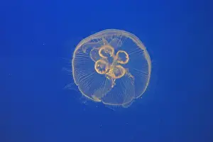 Moon Jellyfish. Vancouver Aquarium - Canada