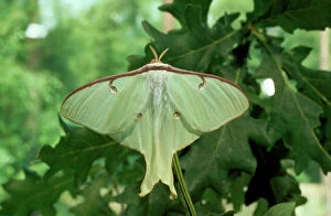 Lepidoptera Collection: Moon Moth