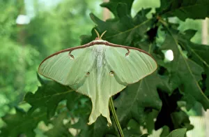 Moth Collection: Moon Moth