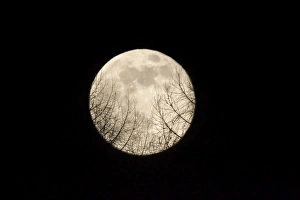 Halloween Collection: Full Moon - Raising over a forest Lower Saxony, Germany