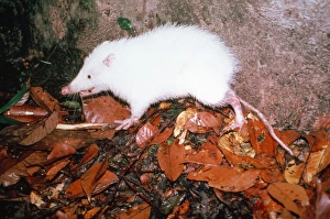Images Dated 24th July 2007: Moon Rat Sepilok Forest Borneo