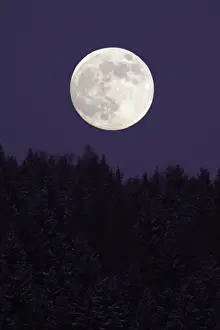 Full Moon - rising above forest in winter, Bramwald, Lower Saxony, Germany