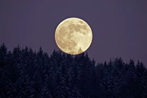 Night Collection: Full Moon - rising above forest in winter, Bramwald, Lower Saxony, Germany