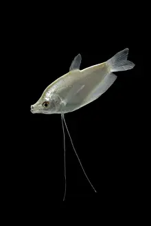 Gourami Prints: Moonlight gourami – male side view – black background - tropical freshwater – SE Asia 002104