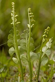 Moonwort an unusual fern. With fertile fronds