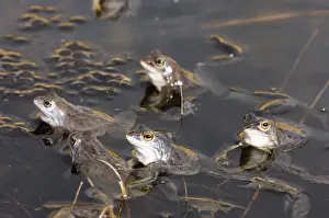 Spawn Prints: Moor frog Frogspawn during mating season in March