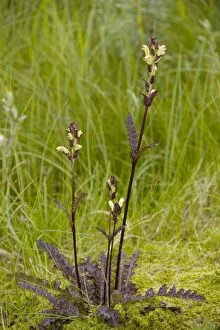 Images Dated 11th July 2006: Moor-king - A northern lousewort
