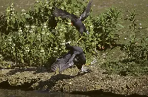 Coots Prints: Moorhem and Coot (Fulica atra) fighting Pensthorpe, Norfolk, UK BI005267