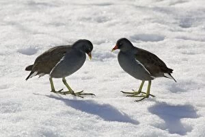 Moorhen - 2 birds standing in snow