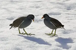 Moorhens Prints: Moorhen - 2 birds standing in snow, Lower Saxony, Germany