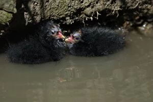 Moorhen - 2 chicks huddled together in a stream