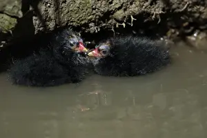 Huddled Prints: Moorhen-2 chicks huddled together in a stream, Northumberland UK