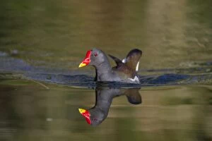 Images Dated 28th January 2012: Moorhen