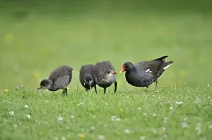 Moorhen - adult with chicks