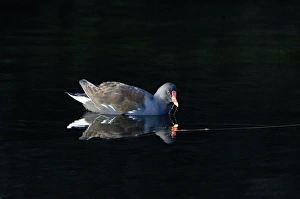 Images Dated 9th December 2006: Moorhen - adult feeding on village pond UK