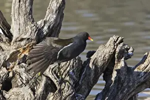 Moorhens Prints: Moorhen Bouches du rhone, France