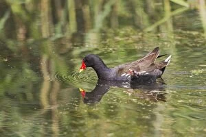 Moorhen with chick