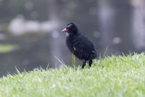 Images Dated 29th May 2012: Moorhen - chick on lakeside