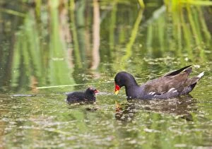 Images Dated 16th July 2010: Moorhen - with chick - Suffolk UK 12060