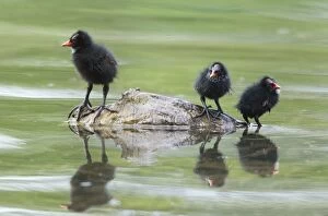 Moorhen - three chicks resting on stone in lake