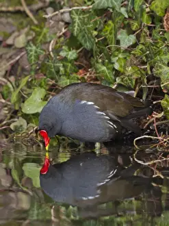 Moorhens Prints: Moorhen - close up with reflection - Hertfordshire UK 9199