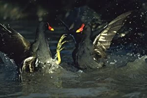 Moorhen / Common Gallinule - Fighting