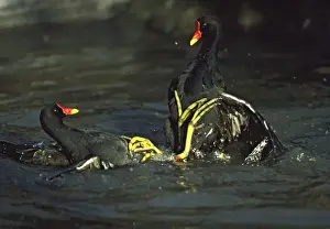 Moorhen or Common Gallinule - fighting Slimbridge Gloucester, UK BI004897