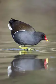 West Country Prints: Moorhen - Cornwall - UK