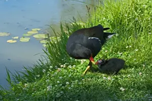Moorhens Prints: Moorhen - Feeding chick Oxforshire, England